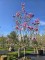 Afbeelding Magnolia 'Susan' - Magnolia 'Susan'