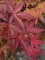 Afbeelding Japanse esdoorn - Acer palmatum 'Atropurpureum'