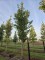 Afbeelding Japanse sierkers - Prunus 'Sunset Boulevard'