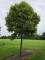 Afbeelding Bol Plataan - Platanus x hispanica 'Alphen's Globe'