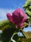 Afbeelding Magnolia - Magnolia 'Lennei'