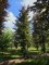 Afbeelding Rode of bruine beuk - Fagus sylvatica 'Atropunicea'