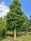 Afbeelding Chinese Moerascipres - Metasequoia glyptostroboides