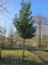 Afbeelding Groenblijvende laurierkers op stam - Prunus laurocerasus 'Novita'