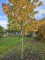 Afbeelding Amberboom - Liquidambar styraciflua