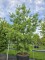 Afbeelding Weymouthden - Pinus strobus