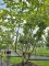 Afbeelding Toverhazelaar - Hamamelis mollis