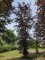 Afbeelding Rode beuk - Fagus sylvatica 'Atropunicea'