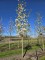 Afbeelding Japanse Sierkers - Prunus serrulata 'Shirotae'