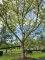 Afbeelding Japanse grootbloemige kornoelje - Cornus kousa 'Milky Way'