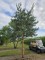 Afbeelding Blauwe Vliegden - Pinus sylvestris 'Glauca'