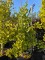 Afbeelding zuilvormige Ginkgo - Ginkgo biloba fastigiata 'Blagon'