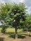 Afbeelding Zilverlinde als kandelaberboom - Tilia Tomentosa
