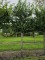 Afbeelding wintergroen vol leischerm voor direct resultaat - Prunus laurocerasus 'Novita'