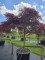 Afbeelding Japanse esdoorn in Umbrella vorm - Acer palmatum 'Garnet'