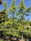 Afbeelding Wintergroene Ceder met geel-groene naalden - Cedrus deodara 'Aurea'