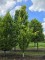 Afbeelding Zuilbeuk - Fagus sylvatica 'Dawyck Gold'