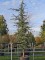 Afbeelding Libanonceder - Cedrus libani