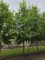 Afbeelding Krimlinde - Tilia x europaea 'Euchlora'