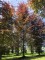 Afbeelding Rode beuk - Fagus sylvatica 'Atropunicea'