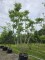 Afbeelding Fluweelboom - Rhus typhina