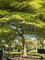 Afbeelding Japanse esdoorn - Acer palmatum 'Dissectum'
