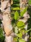 Afbeelding Zwarte berk - Betula nigra