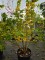 Afbeelding kleine linde - Tilia cordata 'Winter Orange'