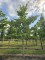 Afbeelding Reuzen Kornoelje - Cornus controversa