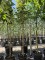Afbeelding Vaantjesboom - Davidia involucrata
