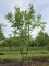 Afbeelding Walnoot - Juglans regia