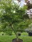 Afbeelding Japanse Esdoorn - Acer palmatum