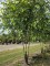 Afbeelding Zwarte berk - Betula nigra