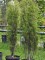 Afbeelding Sporkehout - Frangula asplenifolia 'Fine Line'
