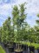 Afbeelding Steeneik - Quercus ilex