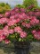 Afbeelding Japanse Rododendron met roze bloei - Rhododendron Yakushimanum 'Fantastica'