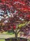 Afbeelding Japanse esdoorn Fireglow - Acer palmatum 'Fireglow'