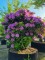 Afbeelding Rhododendron - Rhododendron 'Catawbiense Grandiflorum'
