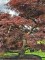 Afbeelding Japanse esdoorn - Acer palmatum 'Inaba Shidare'