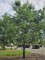 Afbeelding Grove Den - Pinus sylvestris