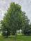 Afbeelding Haagbeuk zuilvorm - Carpinus betulus 'Frans Fontaine'