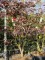 Afbeelding Japanse esdoorn - Acer palmatum 'Bloodgood'