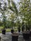 Afbeelding Japanse esdoorn - Acer palmatum