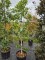 Afbeelding Semi-bladhoudende eikenboom in zuilvorm - Quercus x turneri 'Pseudoturneri'