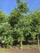 Afbeelding Veredelde walnoot Coenen - Juglans regia 'Coenen''