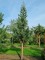 Afbeelding Mammoetboom - Sequoiadendron giganteum 'Glaucum'