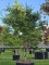 Afbeelding Japanse Esdoorn - Acer palmatum