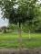 Afbeelding Witte Moerbei als parasolboom - Morus alba 'Macrophylla'