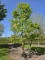 Afbeelding Vormboom Haagbeuk als meerstammige klimboom - Carpinus betulus