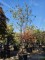 Afbeelding Krentenboom - Amelanchier lamarckii